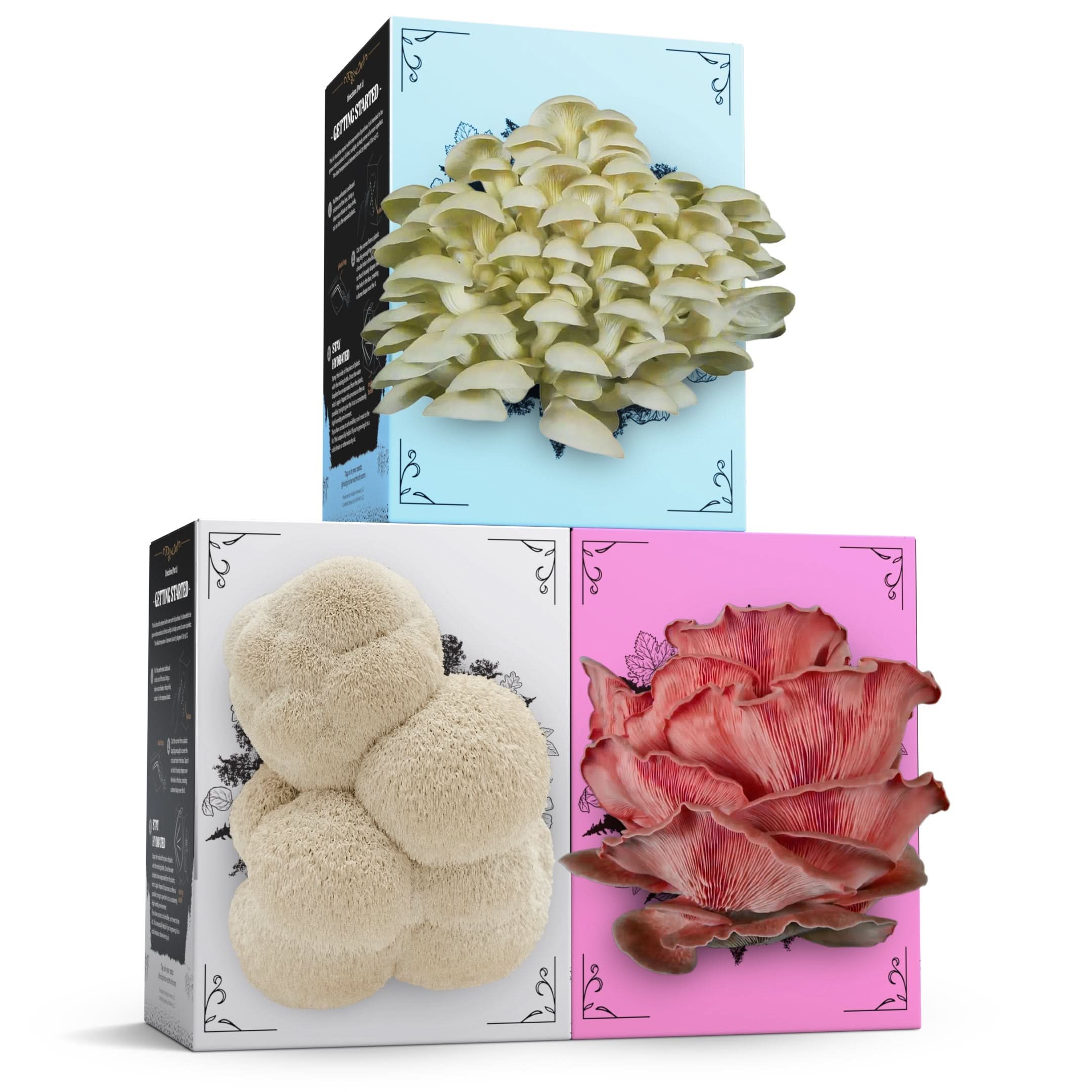 Hodgins Harvest Mushroom Growing Supplies 3-Pack of Organic Mushroom Grow Kits
