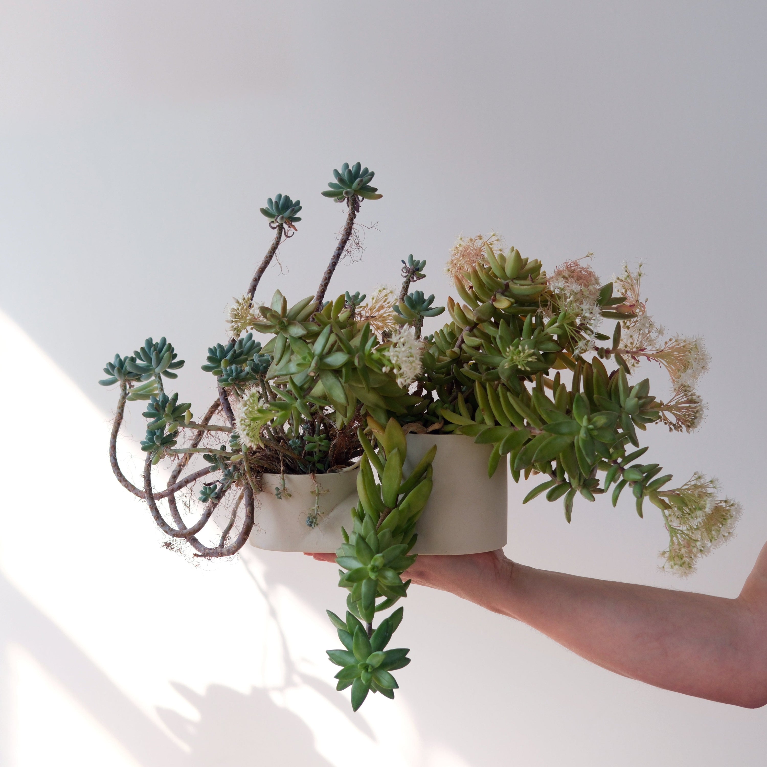 Misewell Pots & Planters Double Planter