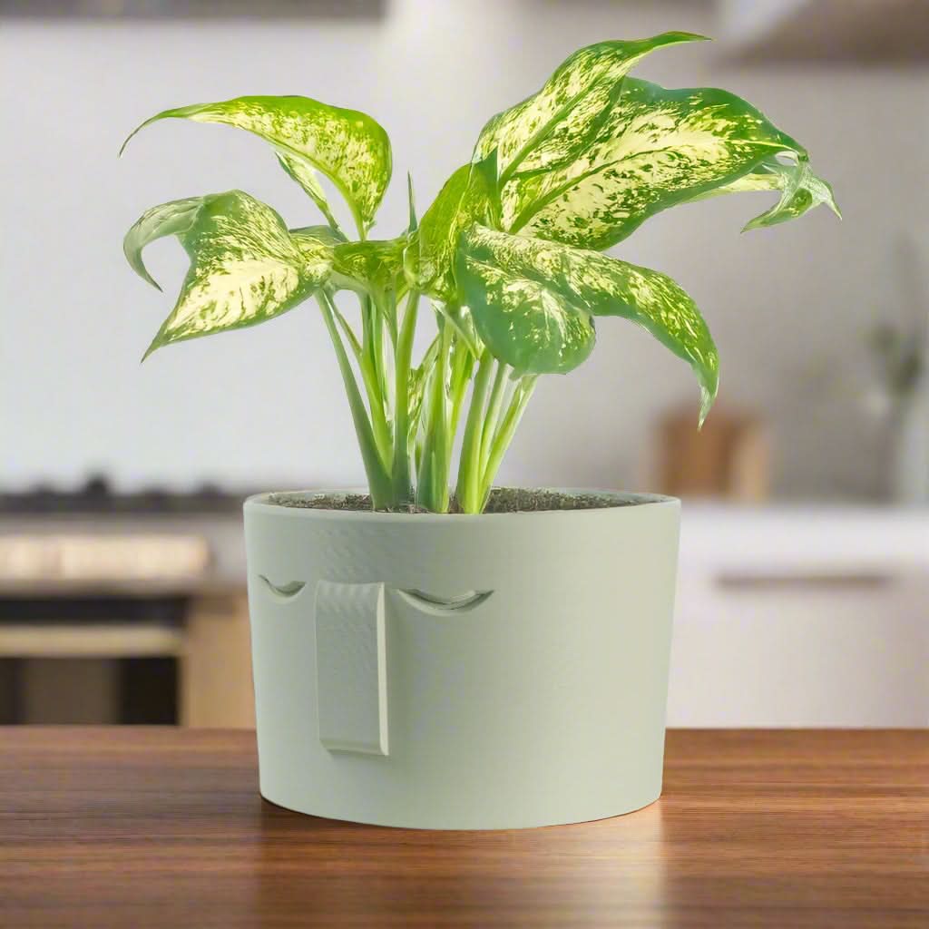 Rosebud HomeGoods Pots & Planters 4 Inch / Cream / Without Drip Tray Minimal Face Planter, Small Medium Large, With Drip Tray and Great Drainage