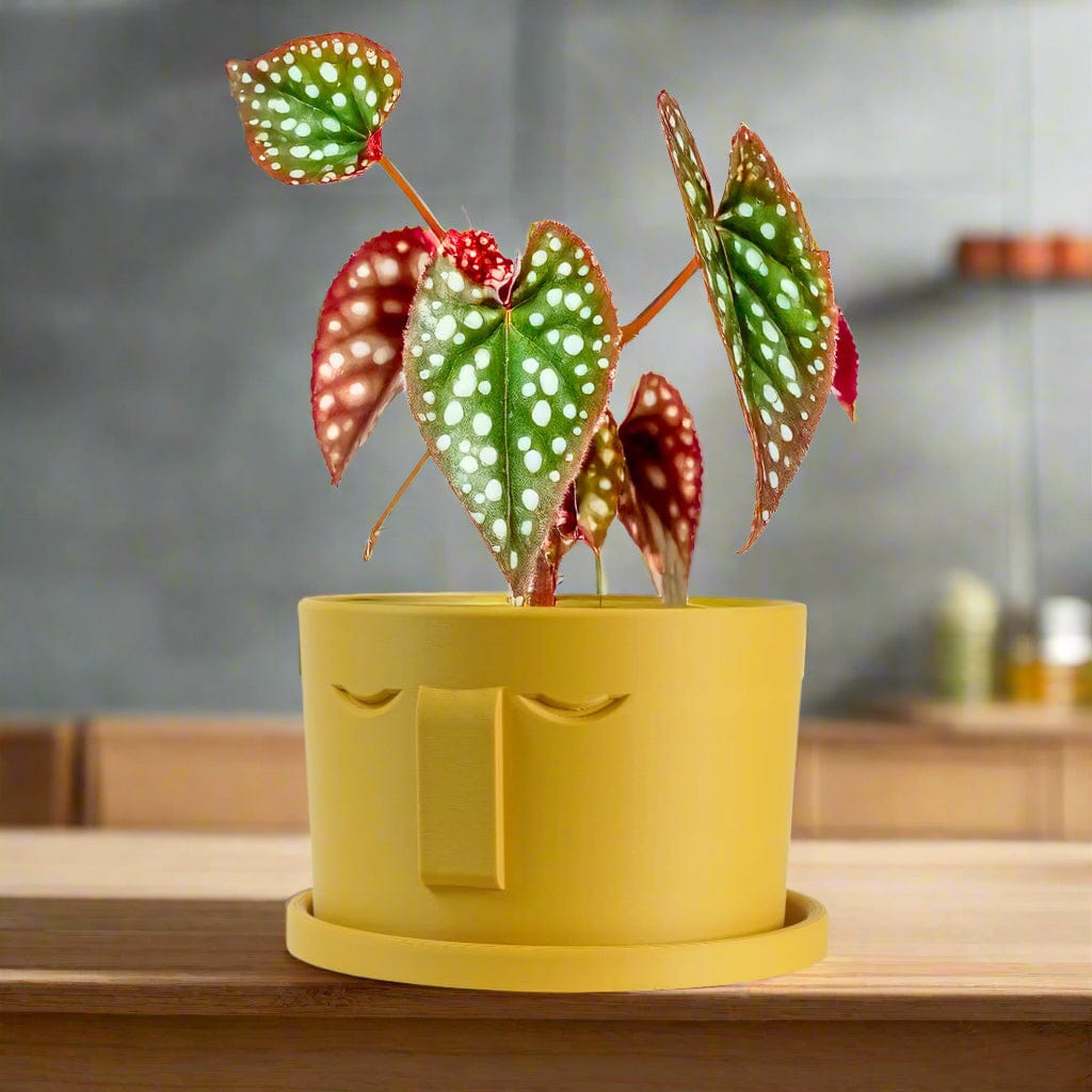 Rosebud HomeGoods Pots & Planters 4 Inch / Mustard / Without Drip Tray Minimal Face Planter, Small Medium Large, With Drip Tray and Great Drainage