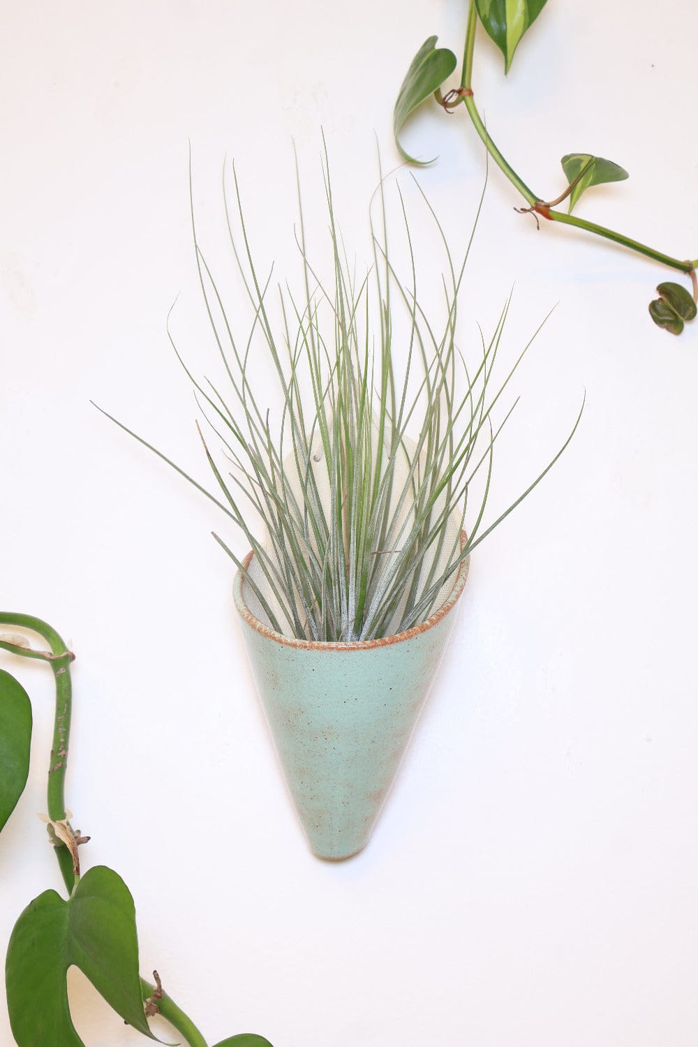 Carter + Rose Pistachio / With plant Large Ceramic Wall Planter
