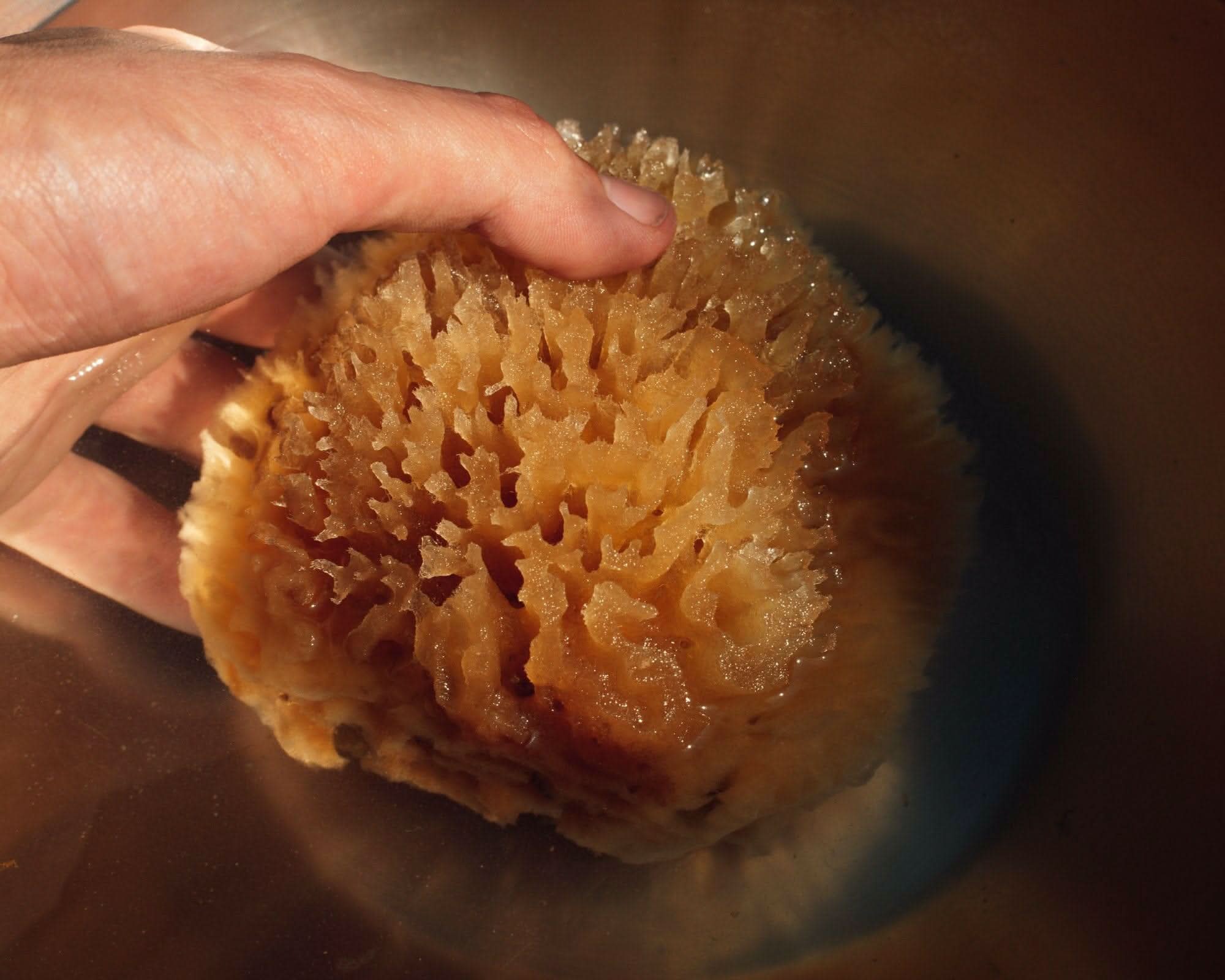 Firsthand Supply Sponge Sea Wool Sponge