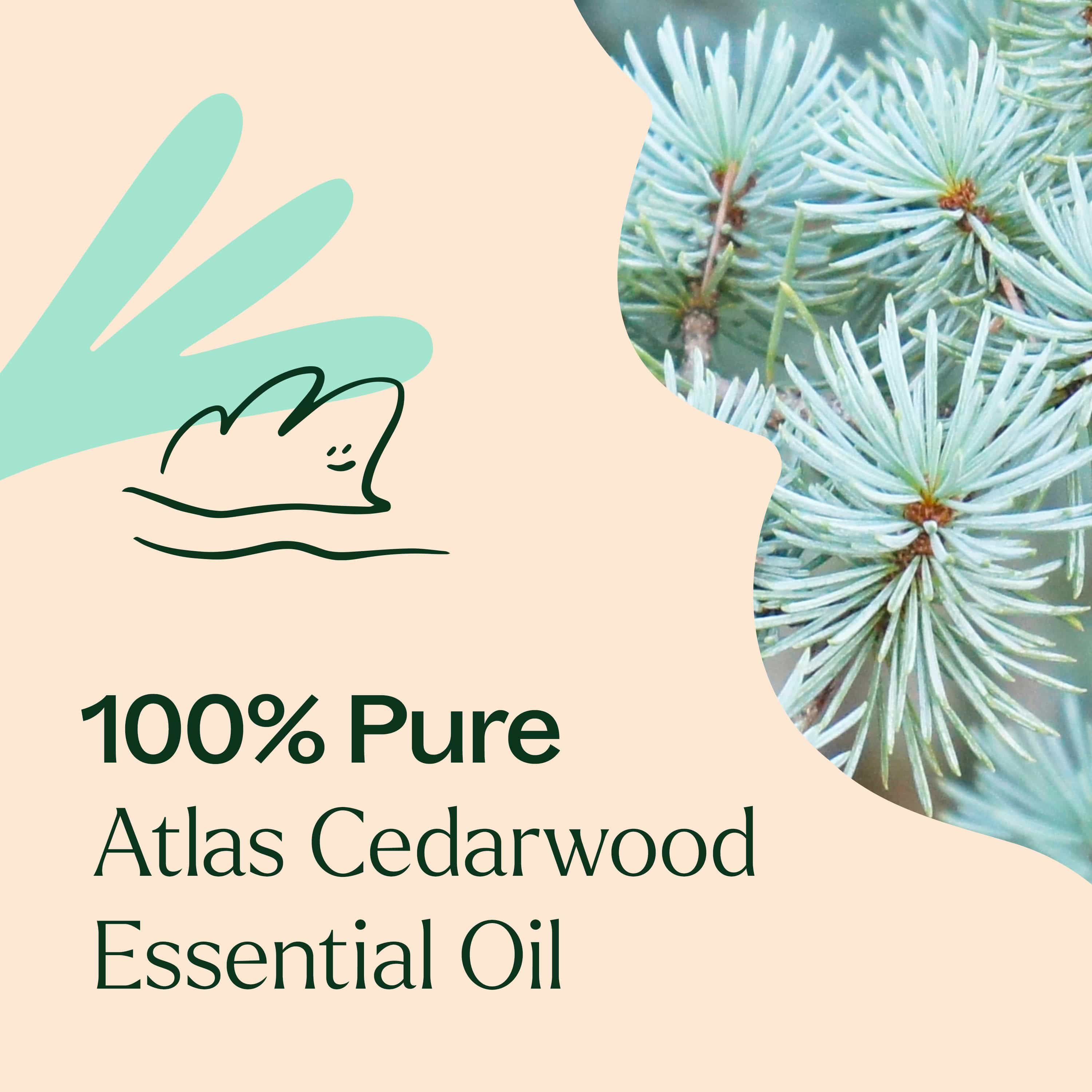 Plant Therapy Essential Oil Organic Atlas Cedarwood Essential Oil