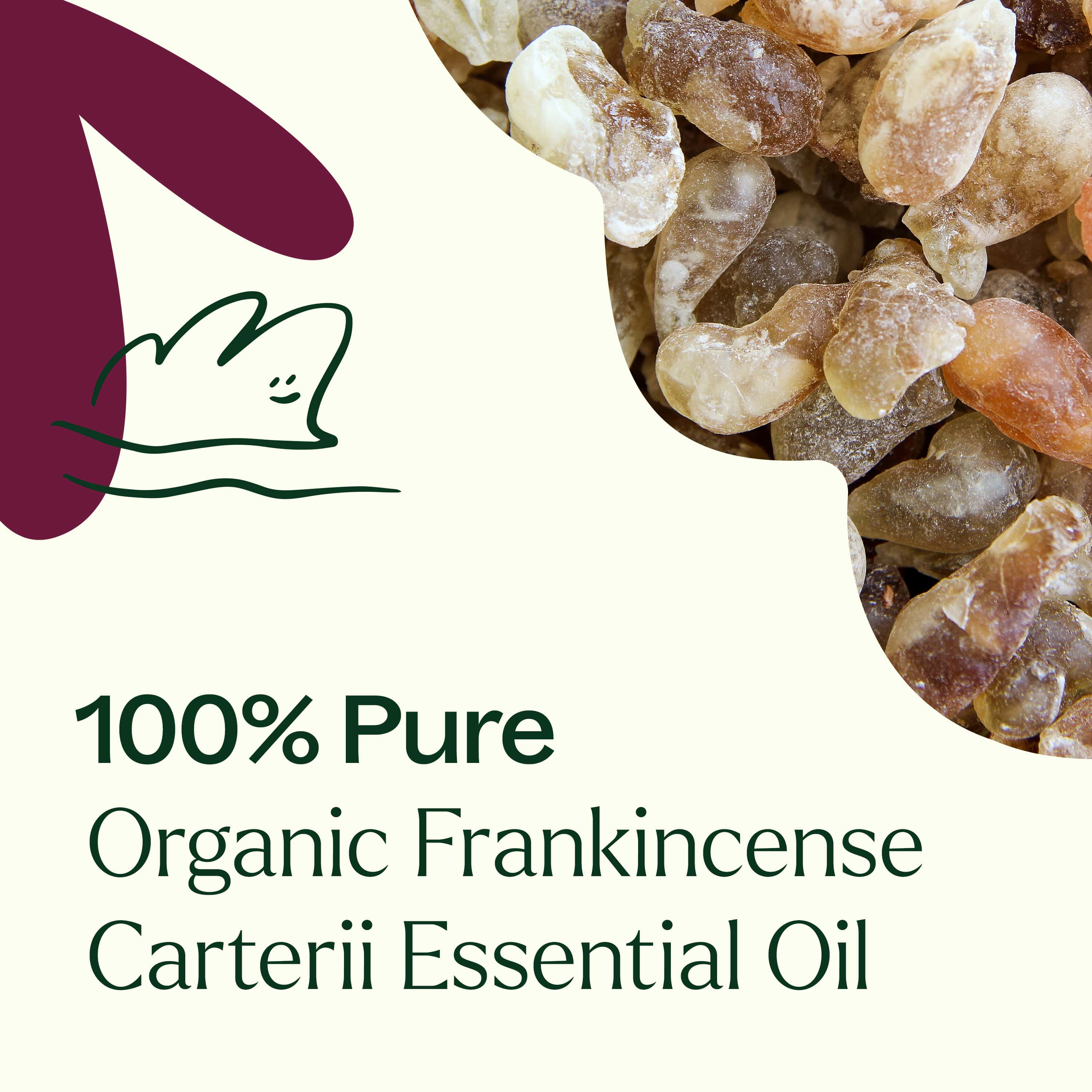 Plant Therapy Essential Oil Organic Frankincense Carterii Essential Oil