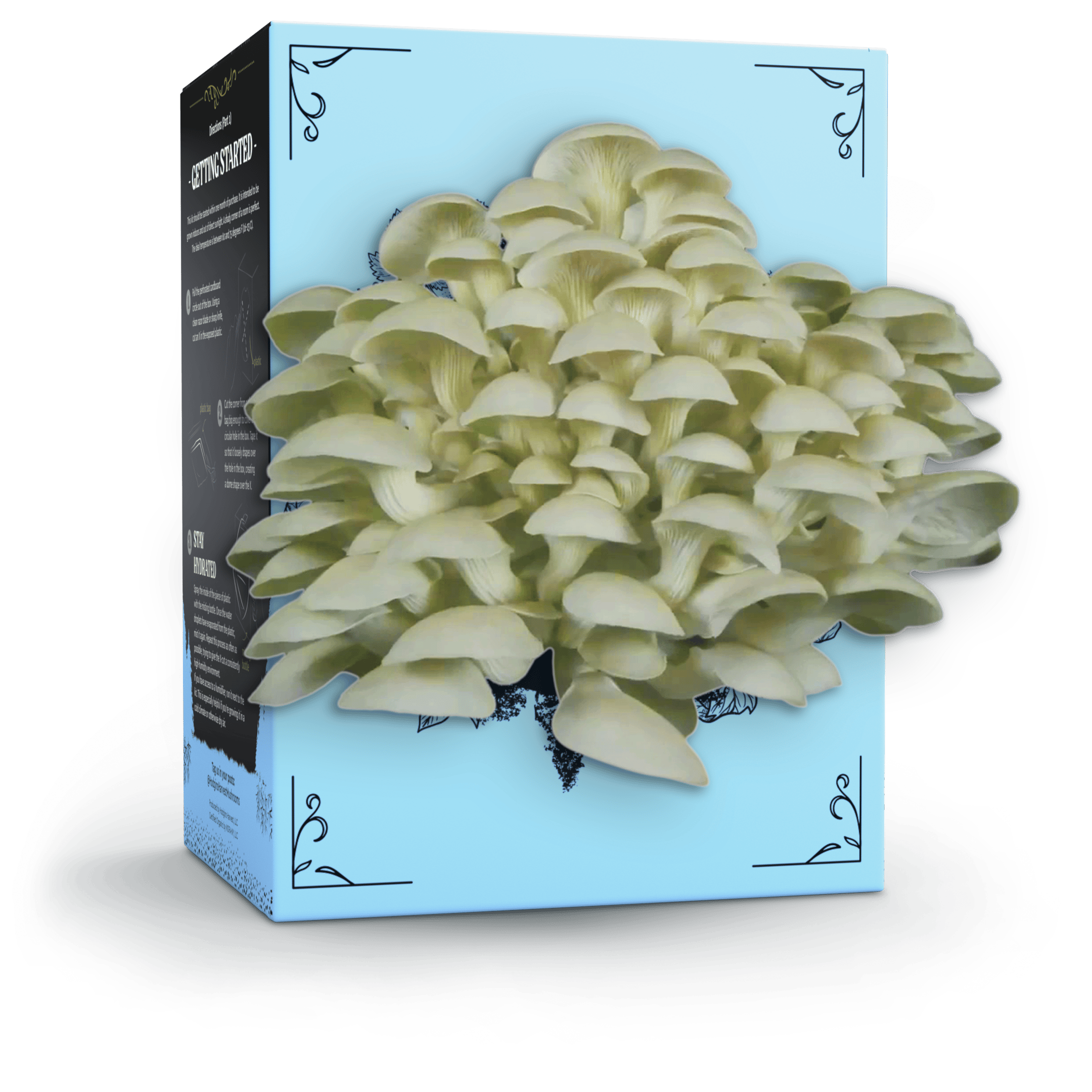 Hodgins Harvest Mushroom Growing Supplies 3-Pack of Organic Mushroom Grow Kits
