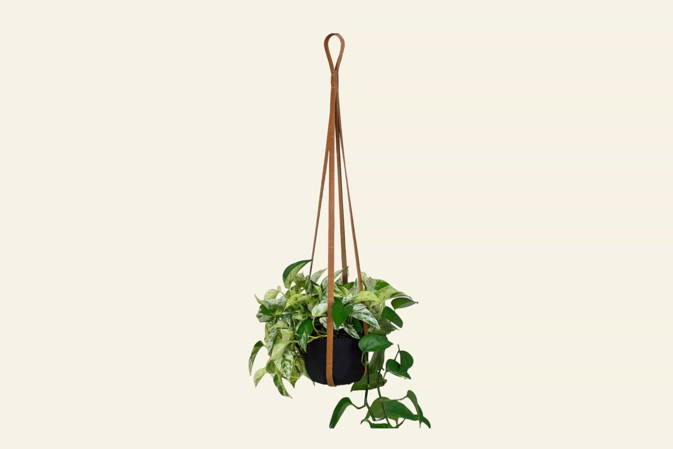 Urban Southern Honey Leather Plant Hanger
