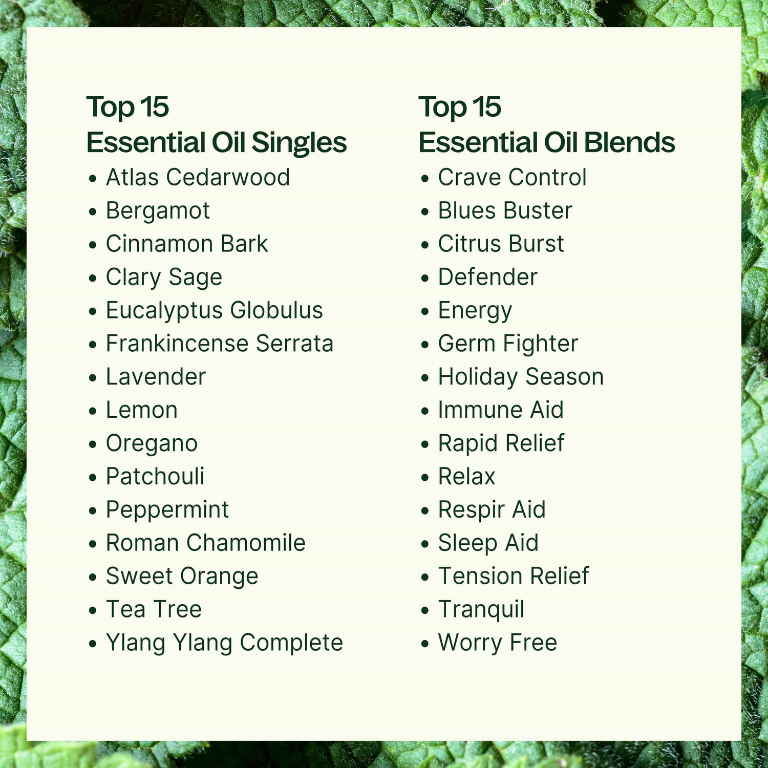 Plant Therapy Essential Oil 15 &amp; 15 Essential Oil Set with Carrying Case