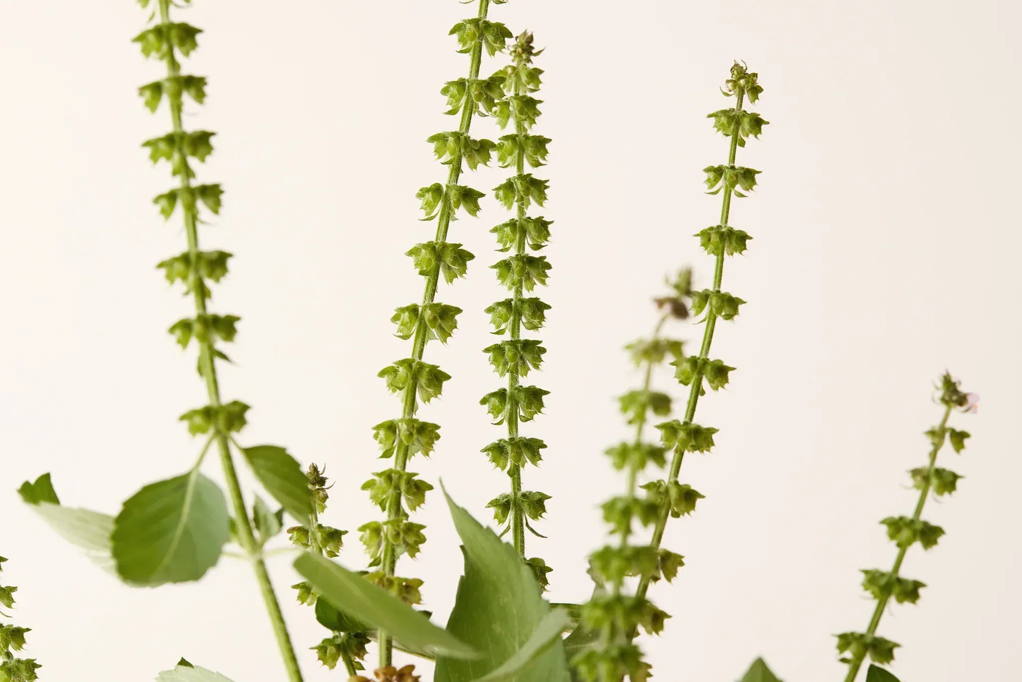 UNDER LUNA™ Shampoo Tulsi Bloom Shampoo