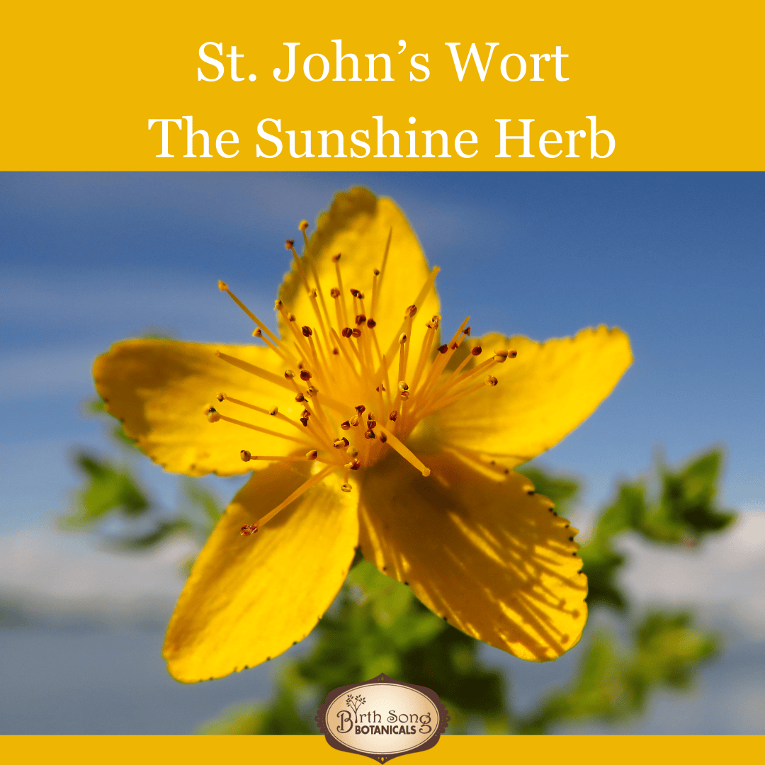 Birth Song Botanicals Co. Tinctures Joyful Journey Herbal Tincture – Botanical Blend with St. John’s Wort, Hawthorn &amp; Lemon Balm (1 oz)