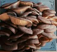 Hodgins Harvest Mushroom Growing Supplies Organic Oyster Mushroom Grow Kit