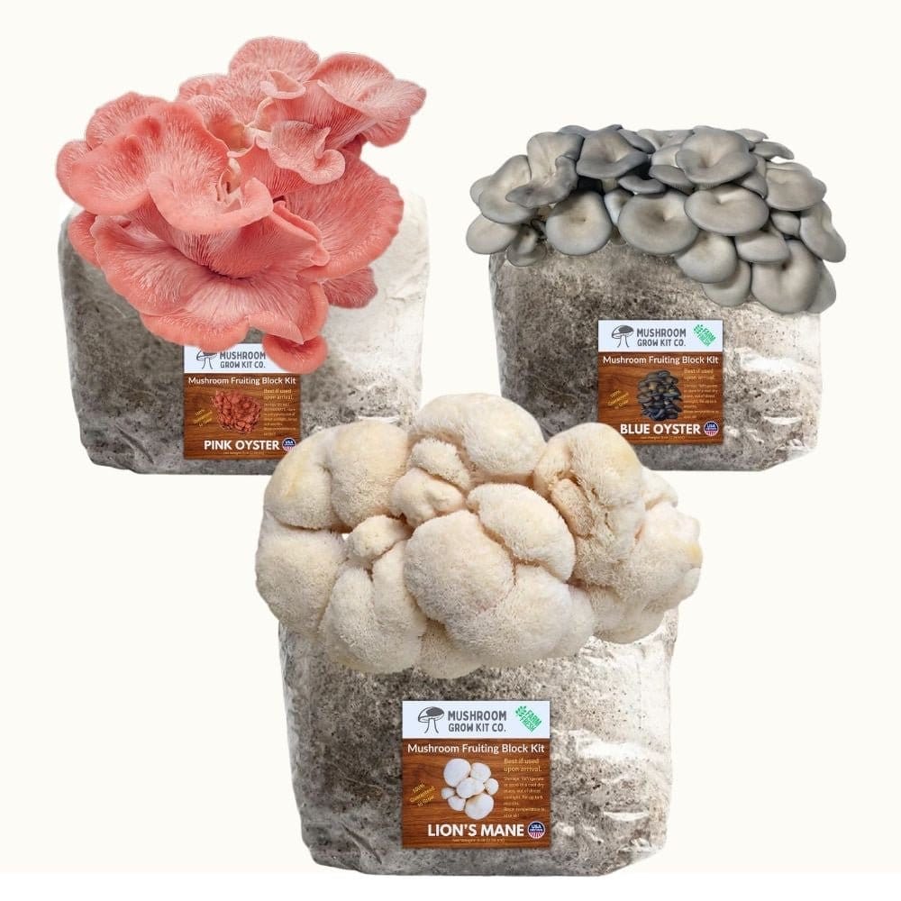 Mushroom Grow Kit Co. 3 Pack - Premium Lion&