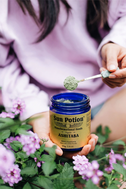 Ashitaba Leaf &amp; Stem Powder (Wild Harvested)
