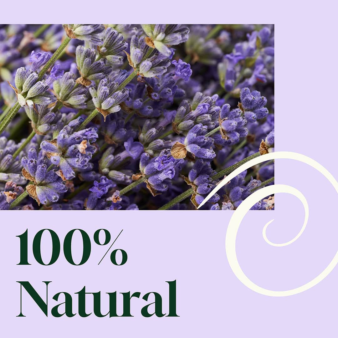 Plant Therapy Household 8 oz Blissful Dreams Lavender Pillow Spray