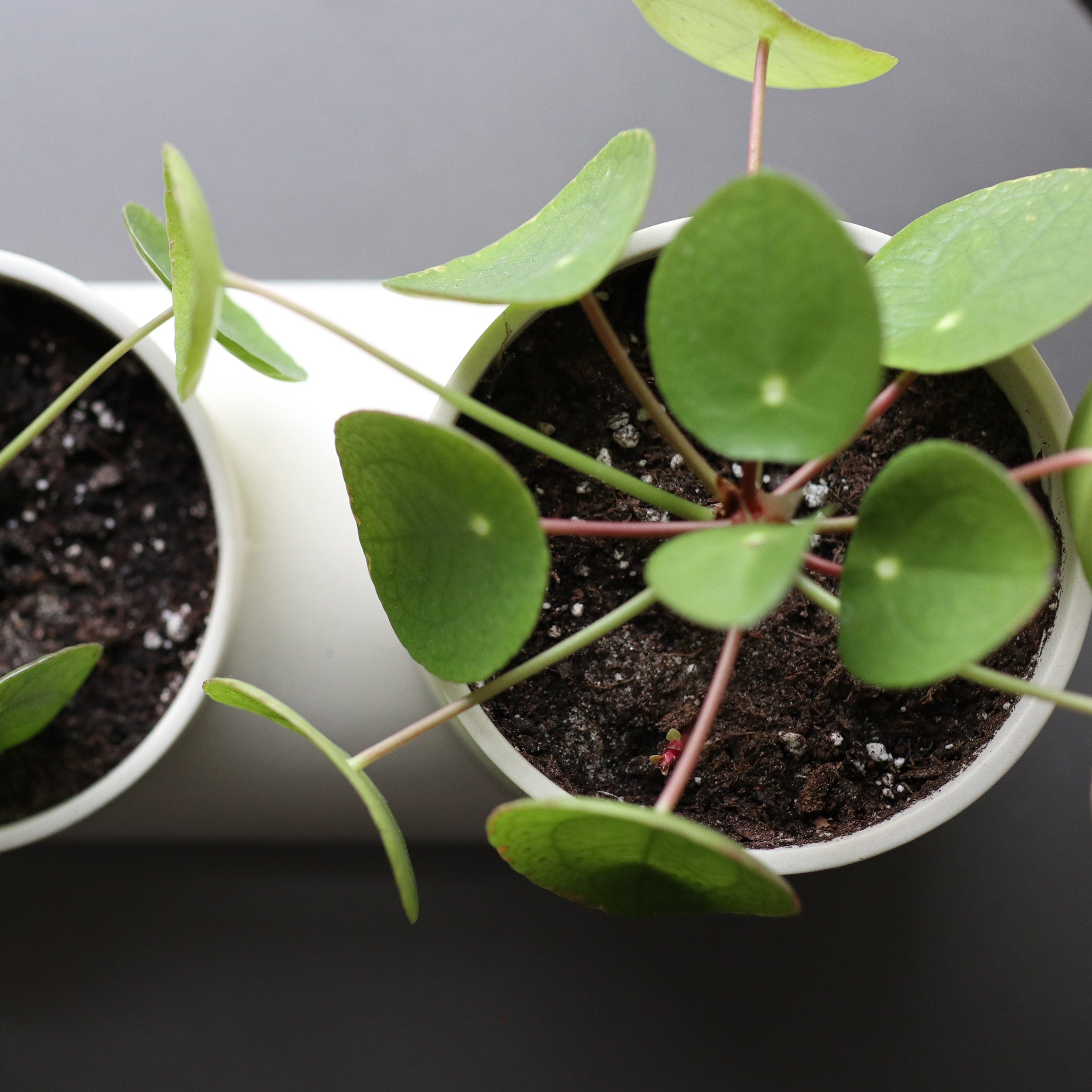 Misewell Pots &amp; Planters Double Planter