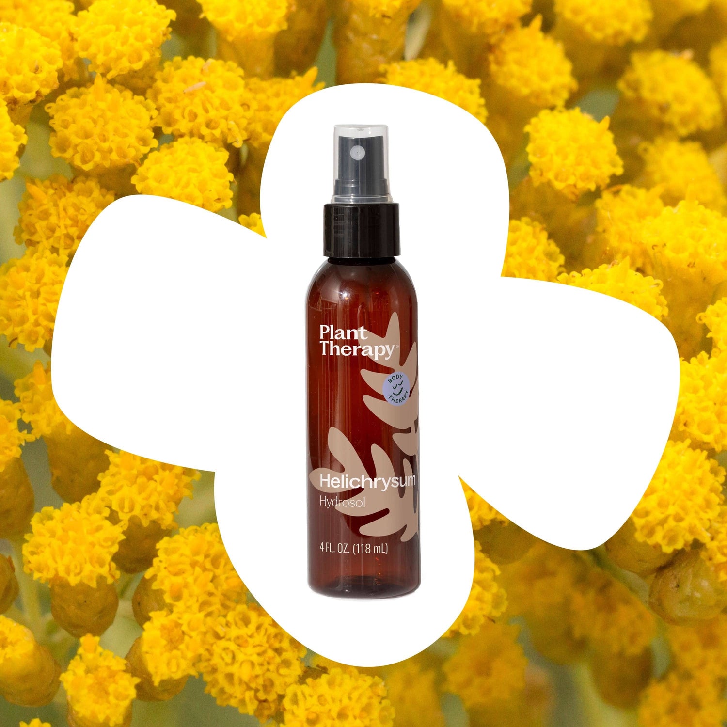 Plant Therapy Body Care 4 oz Helichrysum Hydrosol