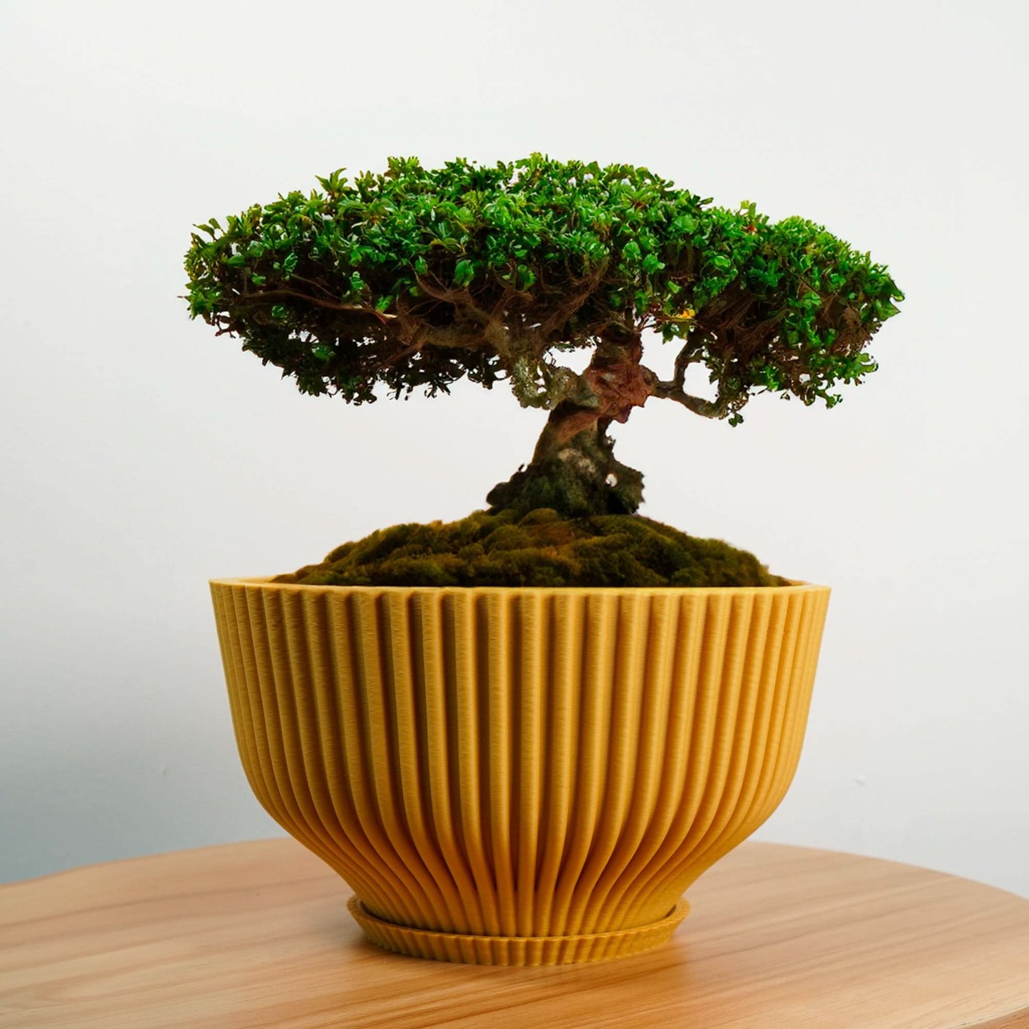Rosebud HomeGoods Bonsai Pot with Drainage &amp; Tray