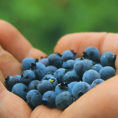 Blake Hill Preserves jam Wild Blueberry Preserve