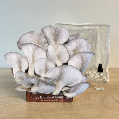Mushroom Grow Kit Co. 3 Pack - Premium Lion&