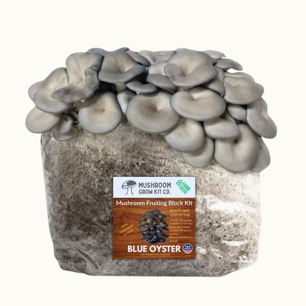 Mushroom Grow Kit Co. 3 Pack - Premium Lion&