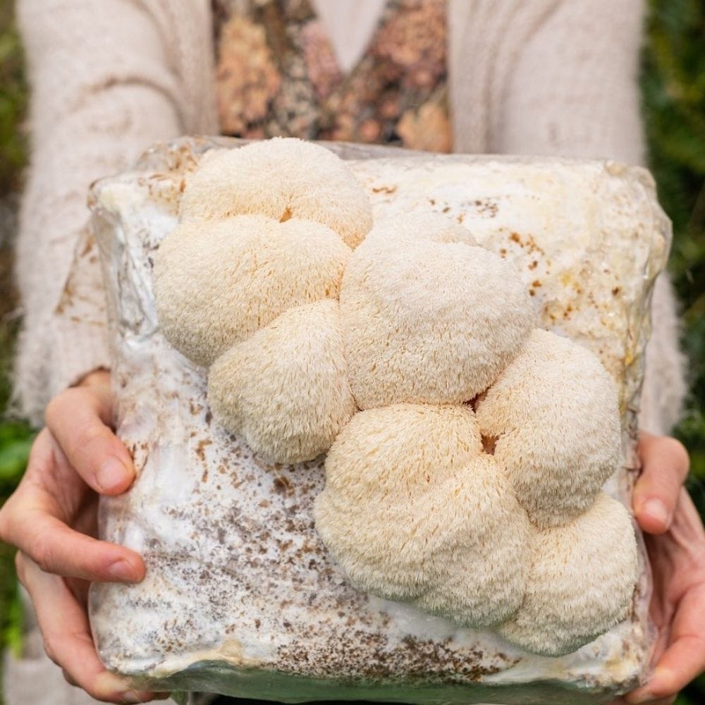 Mushroom Grow Kit Co. 3 Pack - Premium Lion&