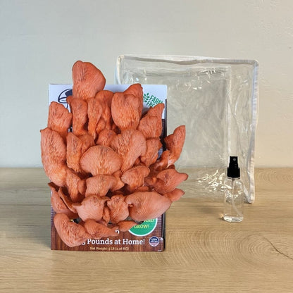 Mushroom Grow Kit Co. 3 Pack - Premium Lion&