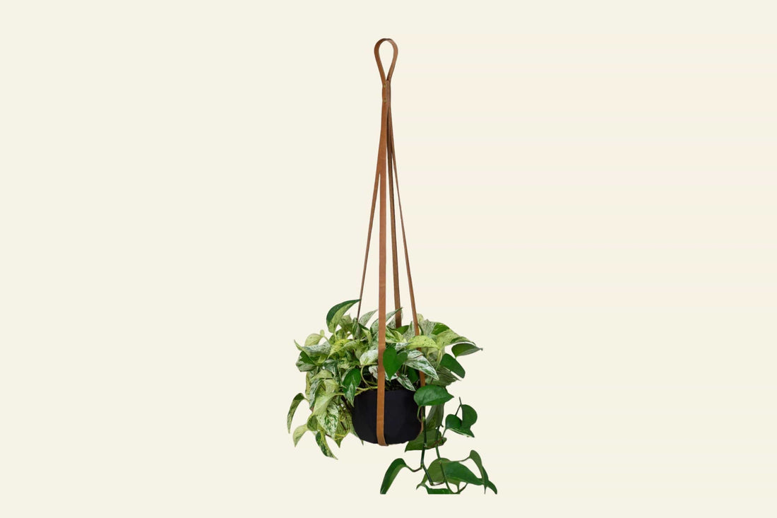 Urban Southern Honey Leather Plant Hanger