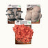 Mushroom Grow Kit Co. 3 Pack - Premium Lion&